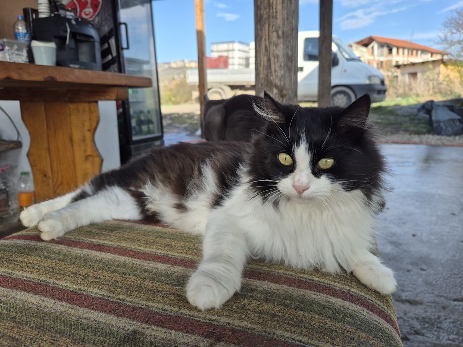 Подарявам женско пухкаво коте