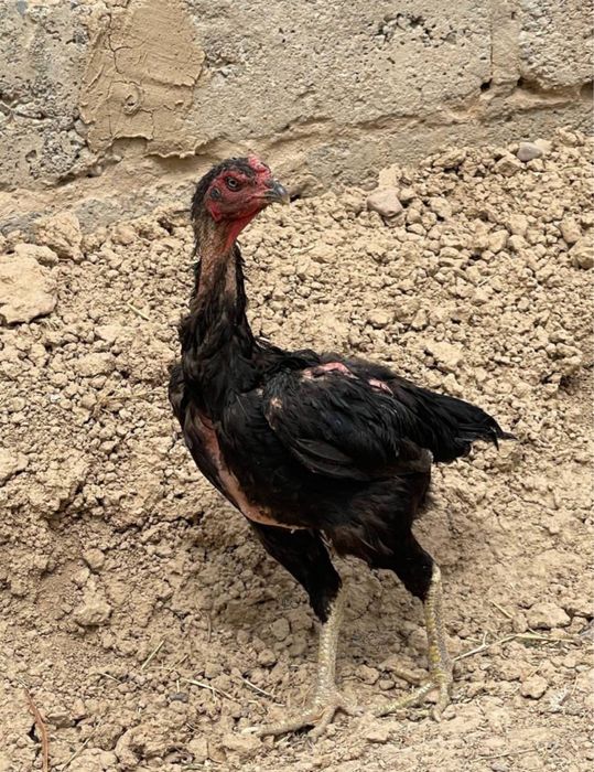 Dakan xoroz  tovuq дакан