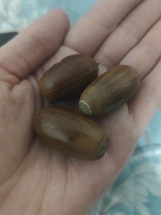 Продам жёлуди 500тг кг