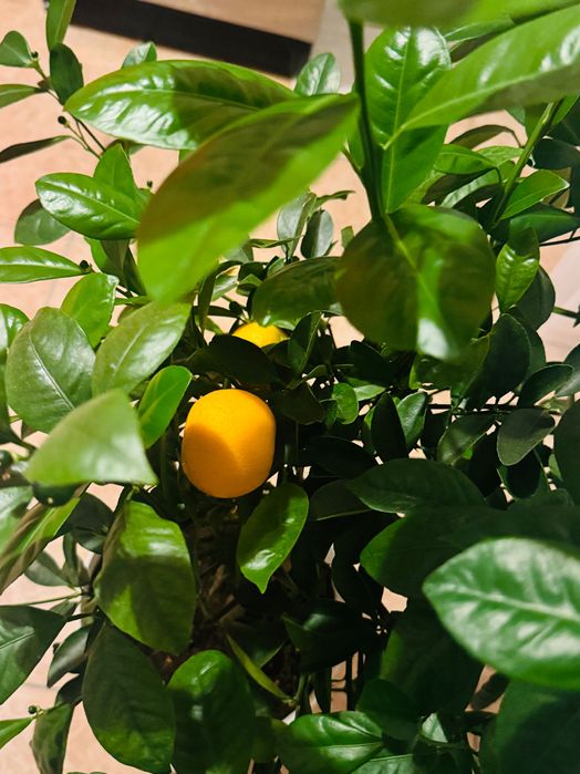 Mandarin înalt (copacel) cu multe fructe