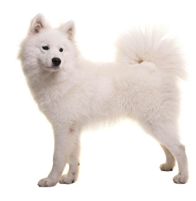 Samoyed iti sotiladi. Продам Самоедская собака Сибирский