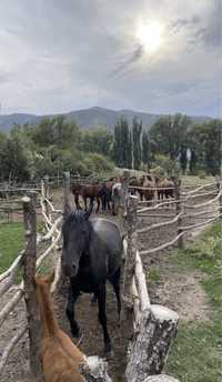 Жылкы багамыз