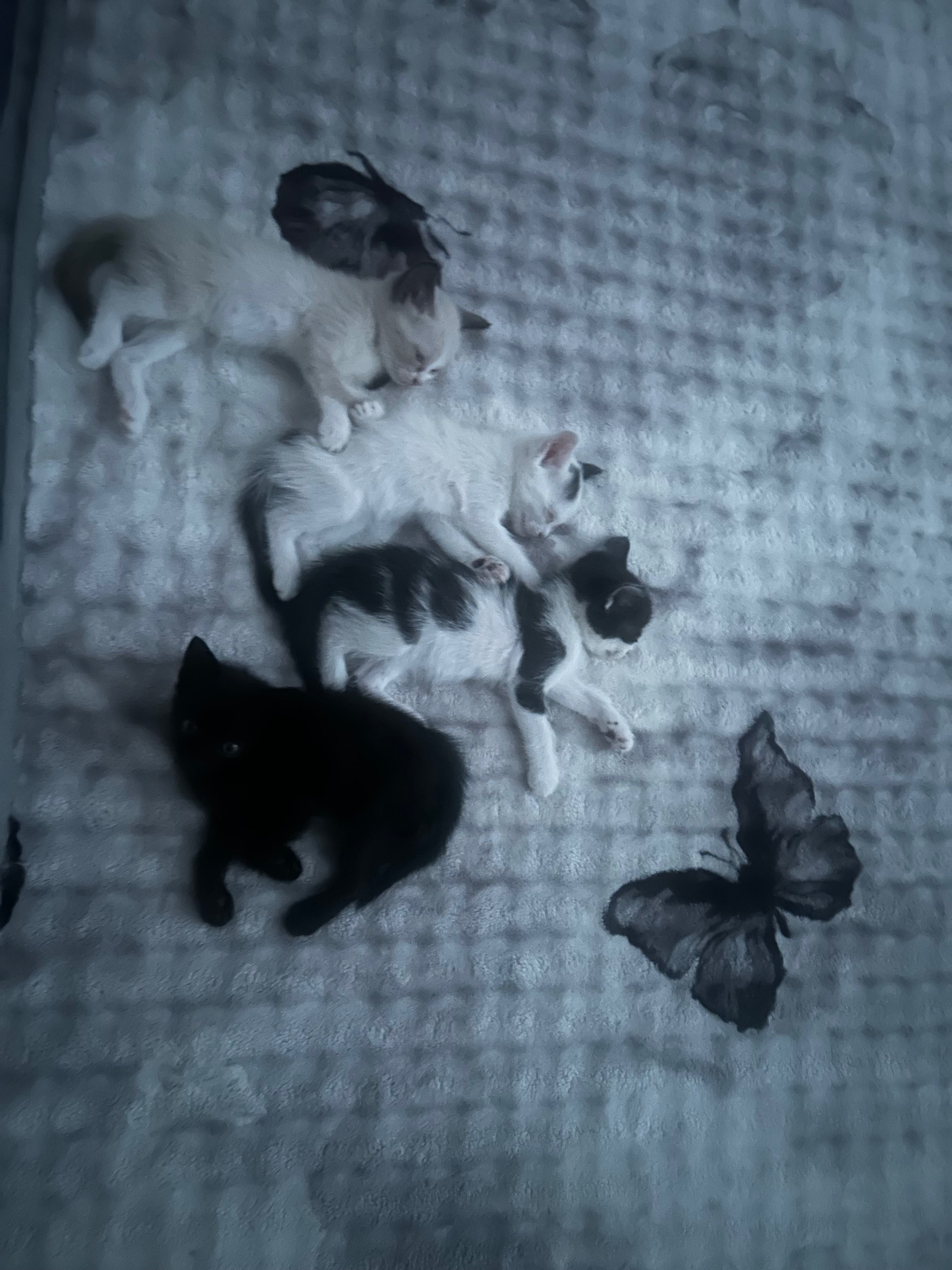 Котята в добрые руки — очень ласковые