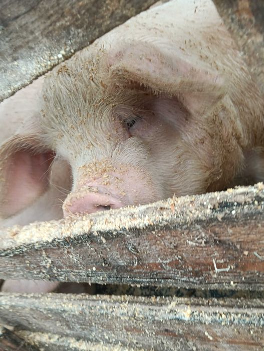 Прасета мъжки скопени