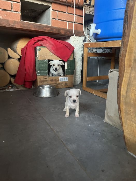 Бели пинчери на два месеца