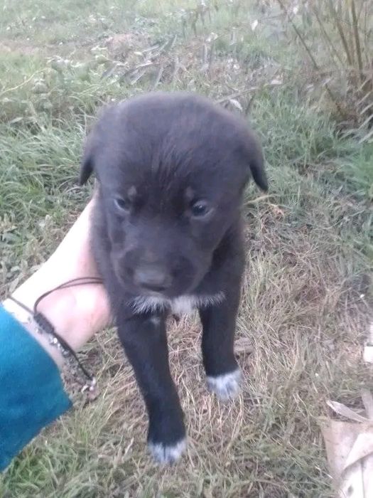 De vânzare 3 cățelușe micuțe și jucăușe 
Avem trei fetițe adorabile, s