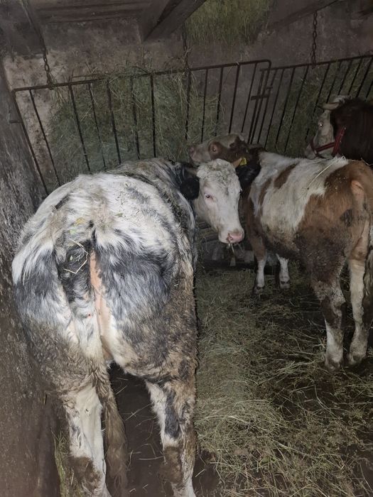 Vitea de carne 500kg si taur 200kg