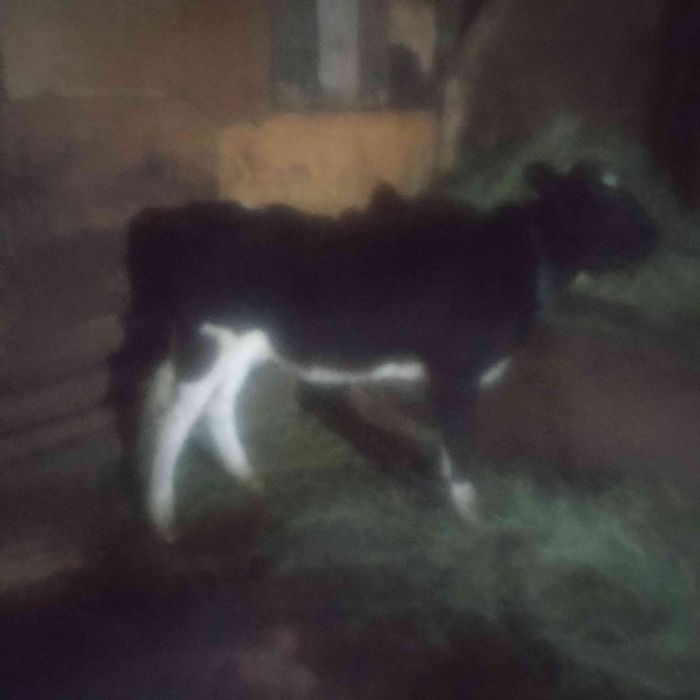 Vând o iapa de 5 ani și doi viței