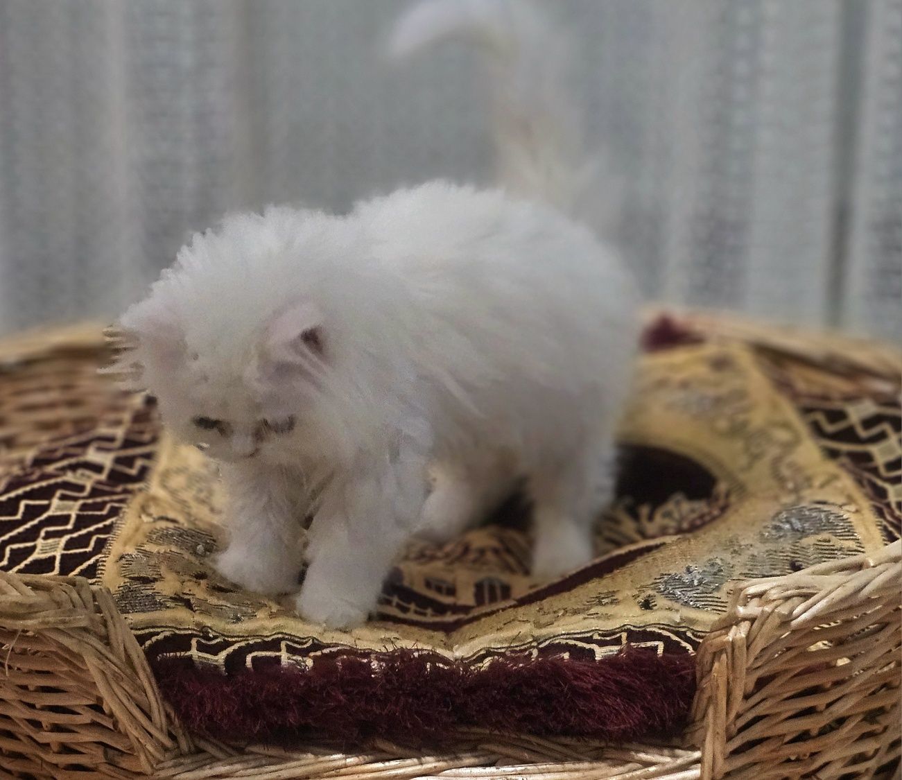 Мъжко персийско коте