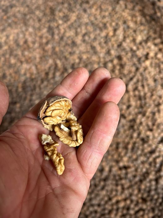 Nuci în coajă 2025.