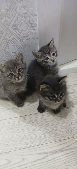 Отдам котят в хорошие руки