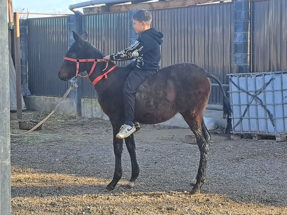 Продам  Жабагы Тай Лошадь Айгыр Жеребчик