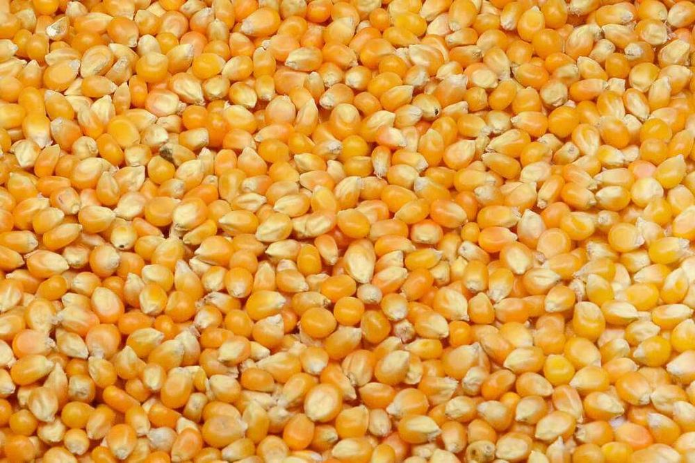 Porumb grau orzoaica