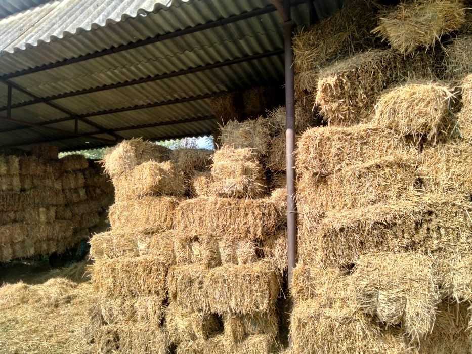 Vând baloți paie,lucernă,fan,amestec