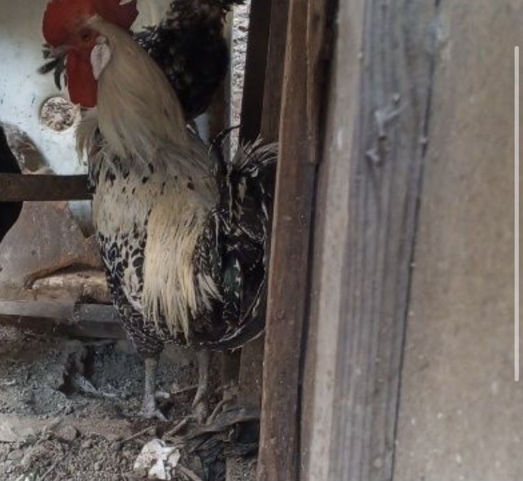 Brekkel xo’roz sotiladi