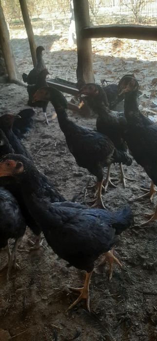 Дакан макёнлар 5 та тозасидан