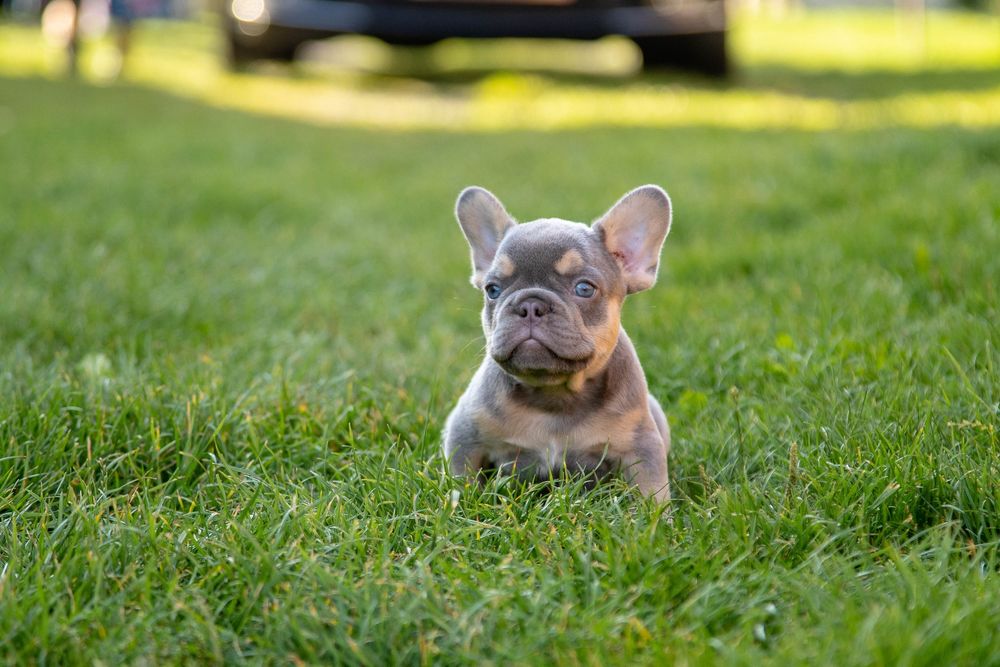 bulldog francez lilac tan