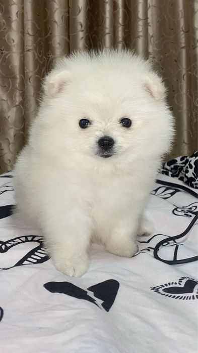Pomeranian miny toy