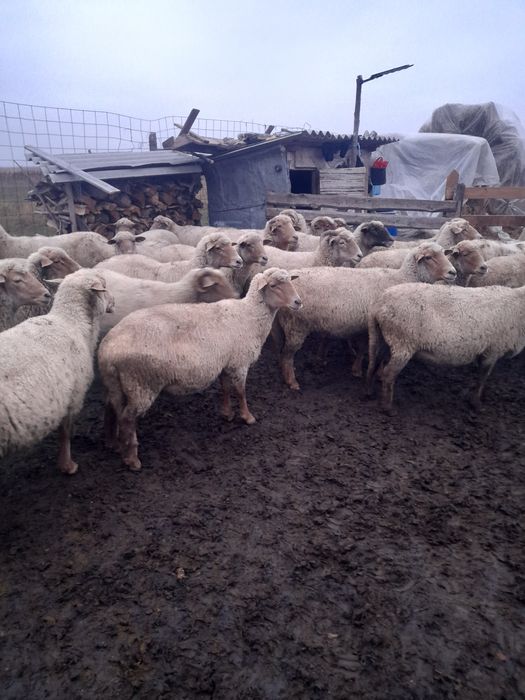 Vând 40 de oi ruginii de prăsilă