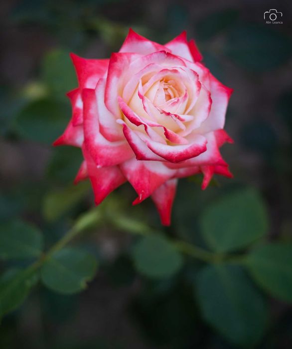 Obiectiv Kaleinar-5H MC 100mm F2.8