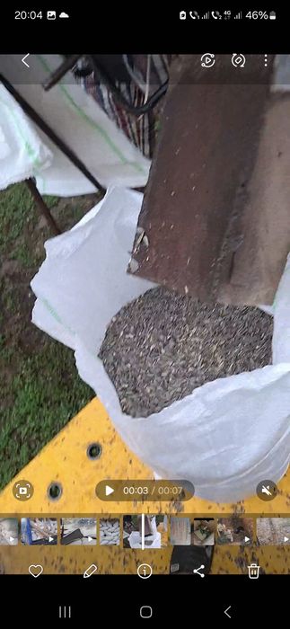 Semințe pestrițe și meii