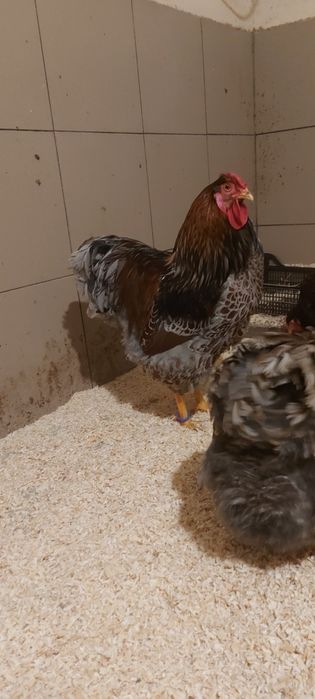 Disponibile gaini wyandotte auriu albastru