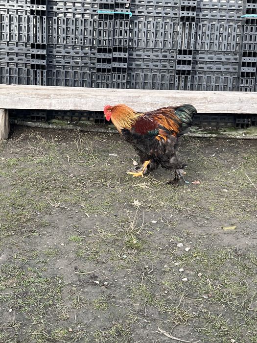 Vand cocosi brahma!!!