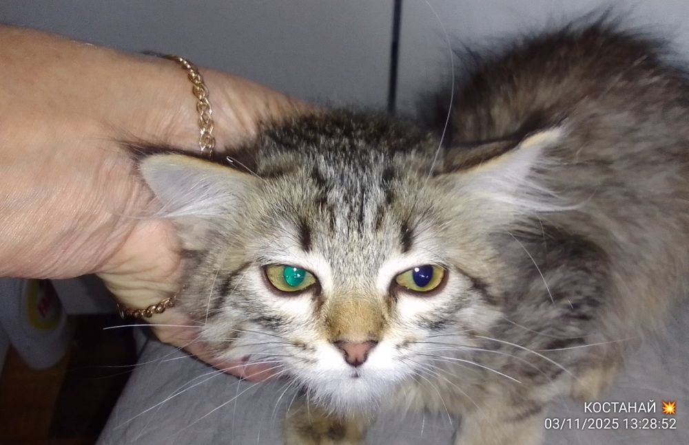 Отдам в хорошие руки кошечку 4 месяца ей.