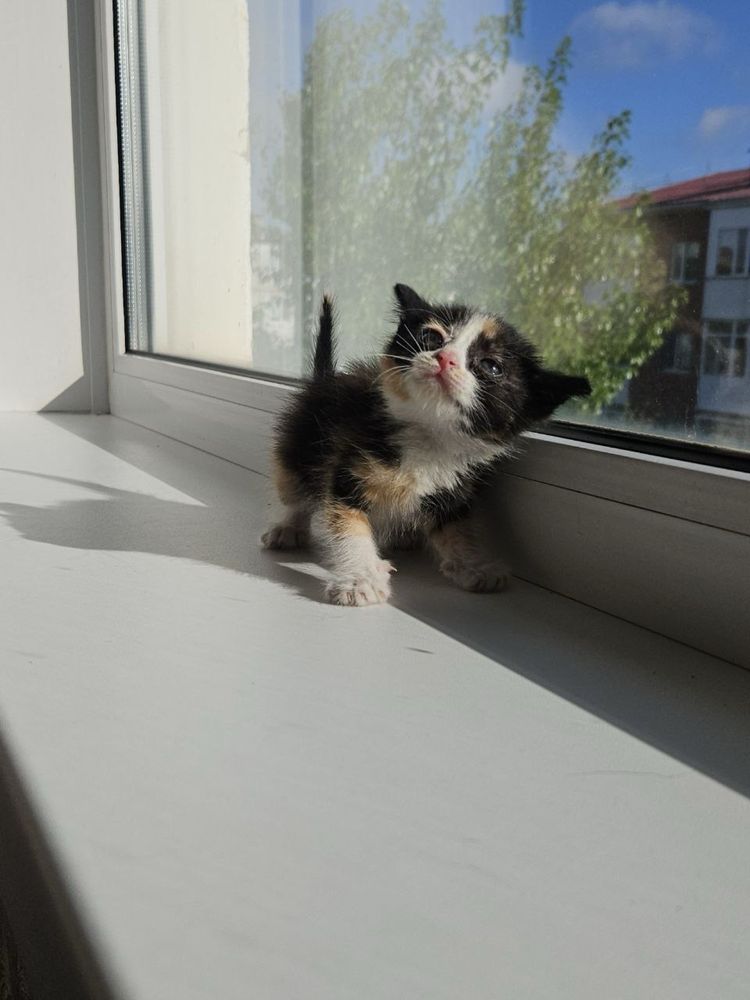 Отдам котенка в добрые руки