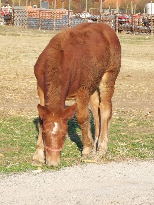 Vand manza de 5 luni.