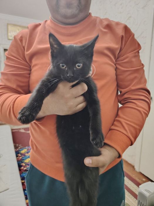 Mushuk Hadyaga yaxshi qo’llarga