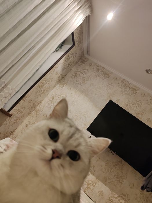 Kuyovmisan kuyov bor