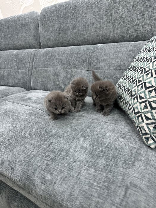 Котята Британцы