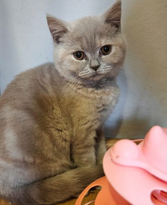 Femela british cu pedigree