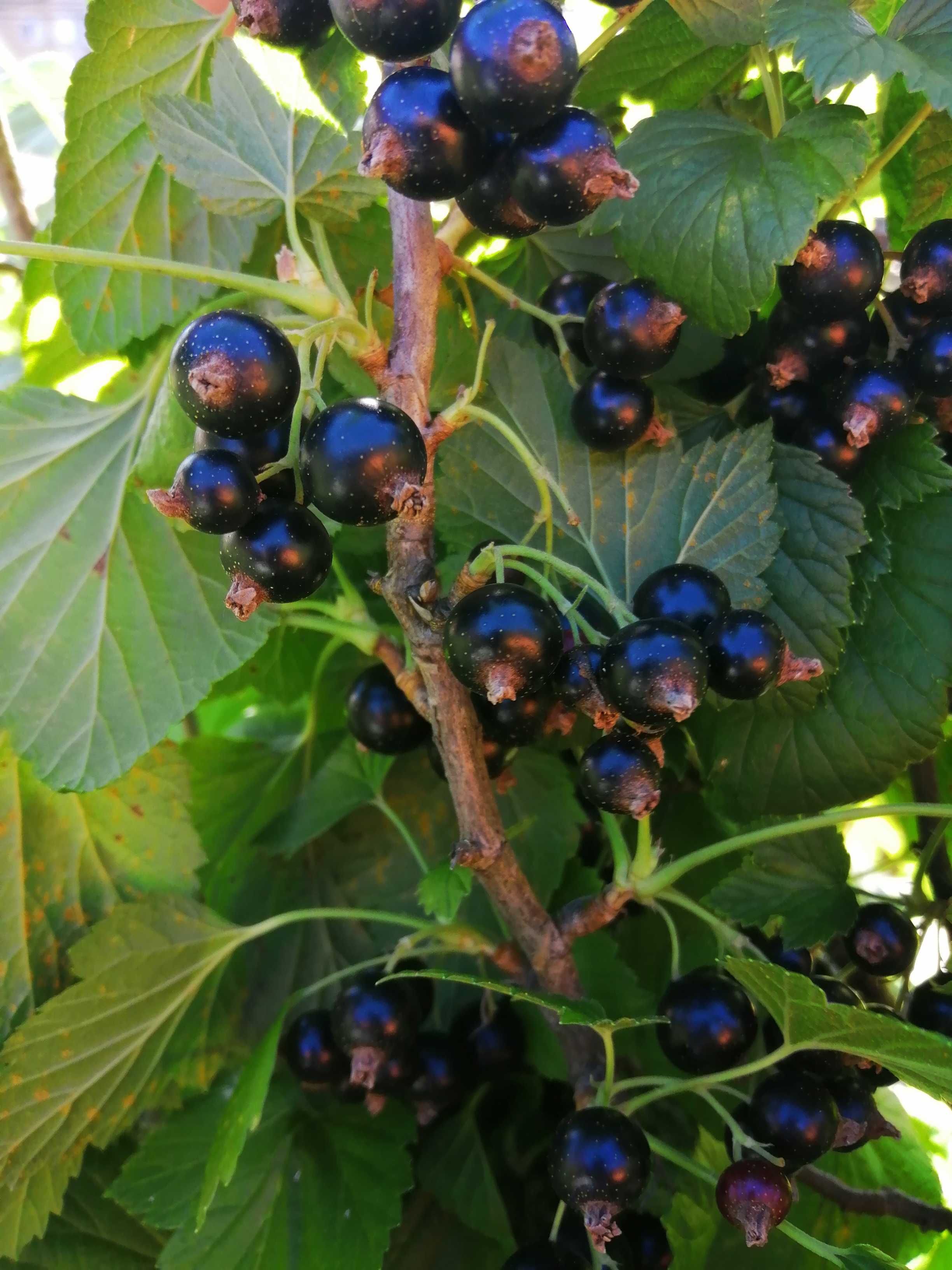 Sirop de coacăze negre