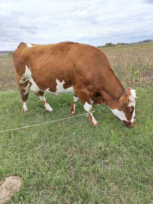 Vând vaca Bălțata romaneasca