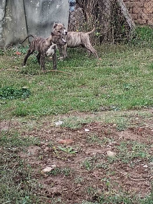 American bully 3 месеца
