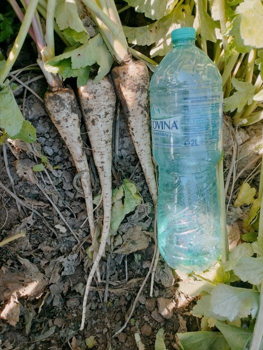 Păstârnac de vanzare