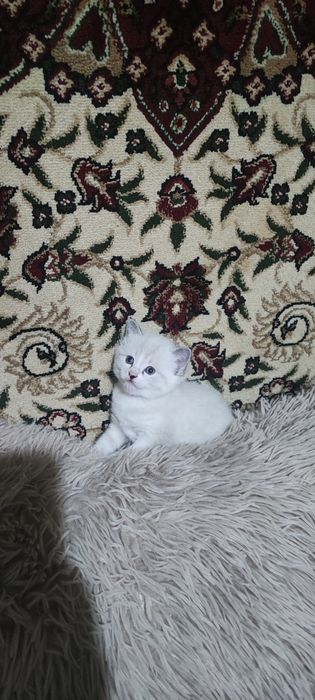 Продаются Скоттиш Страйт