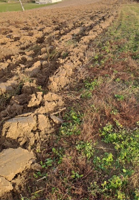 Vând teren intravilan în Băiceni