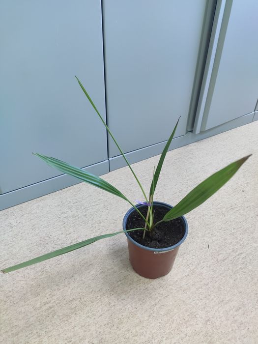 Финиковая пальма. Комнатный цветок