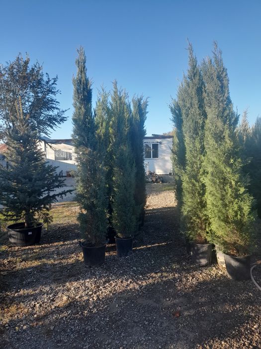 Plante ornamentale mesteacan tei,pawlonia