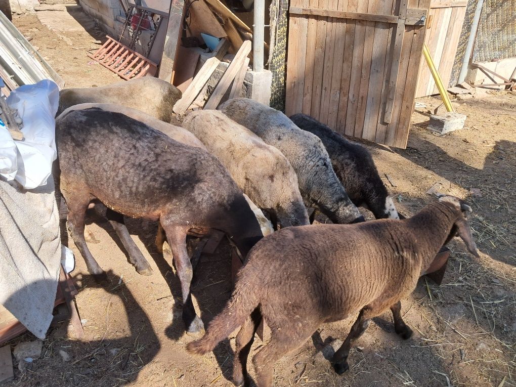 Продавам 6 бр. Черноглави Овце и 1 бр.Коч