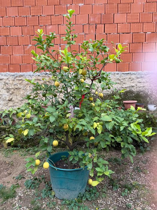Pomi de lamai la ghiveci