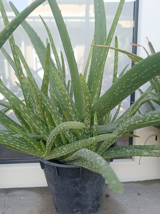 Алоэ вера хонаки гул.