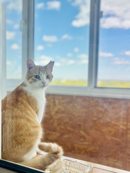 Котенце си търси Дом