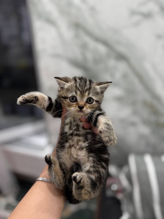 Пародистые котята