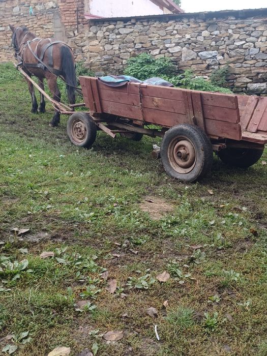 Cal de vînzare de 10 ani caruța si ham