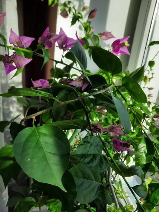 Продам цветущую бугенвиллию