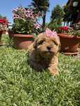 Toy poodle / Той пудел